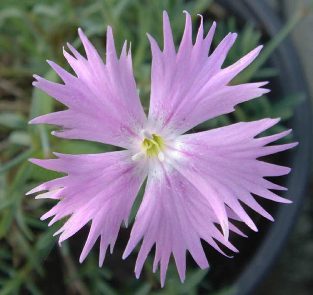 Dianthus sternbergii 2
